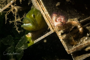 Penpoint Gunnel hiding amongst sunken debris. Taken in th... by Chris Mckenna 